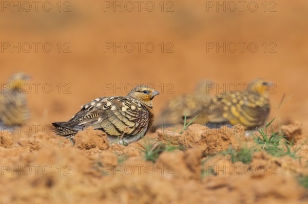 Pin-tailed Sandgrouse (Pterocles alchata) on a farmers field, Belchite, Aragon, Saragossa, Spain