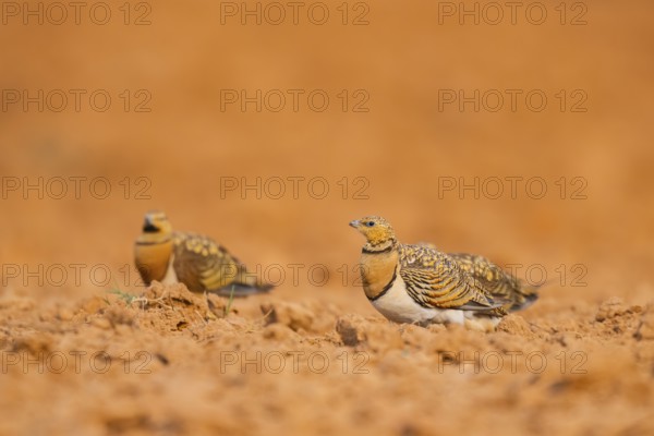Pin-tailed Sandgrouse (Pterocles alchata) on a farmers field, Belchite, Aragon, Saragossa, Spain