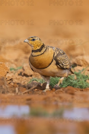 Pin-tailed Sandgrouse (Pterocles alchata) on a farmers field at a water pool, Belchite, Aragon, Saragossa, Spain