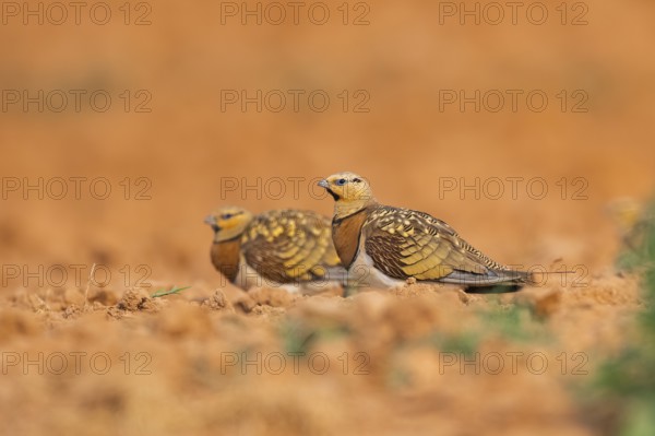 Pin-tailed Sandgrouse (Pterocles alchata) on a farmers field, Belchite, Aragon, Saragossa, Spain