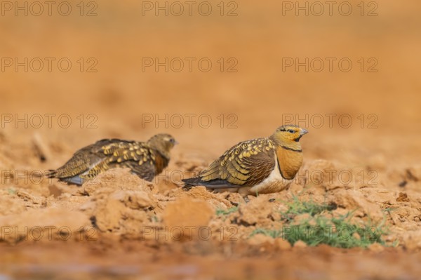 Pin-tailed Sandgrouse (Pterocles alchata) on a farmers field, Belchite, Aragon, Saragossa, Spain