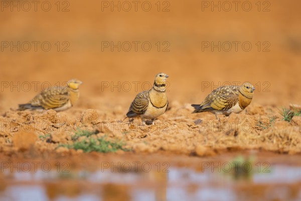 Pin-tailed Sandgrouse (Pterocles alchata) on a farmers field at a water pool, Belchite, Aragon, Saragossa, Spain