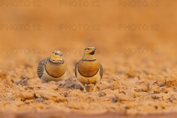 Pin-tailed Sandgrouse (Pterocles alchata) on a farmers field, Belchite, Aragon, Saragossa, Spain