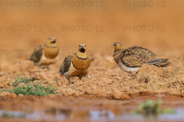 Pin-tailed Sandgrouse (Pterocles alchata) on a farmers field at a water pool, Belchite, Aragon, Saragossa, Spain