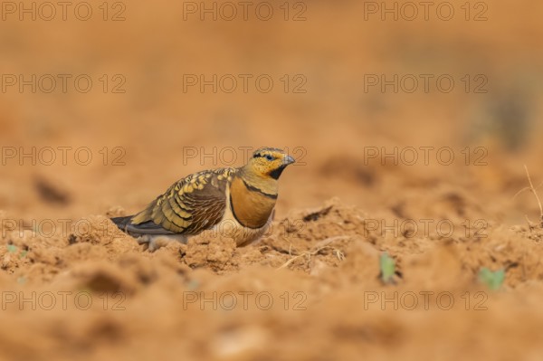 Pin-tailed Sandgrouse (Pterocles alchata) on a farmers field, Belchite, Aragon, Saragossa, Spain