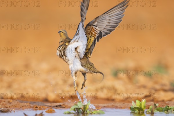 Pin-tailed Sandgrouse (Pterocles alchata) flying on a farmers field at a water pool, Belchite, Aragon, Saragossa, Spain