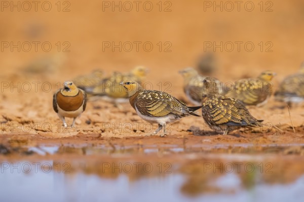 Pin-tailed Sandgrouse (Pterocles alchata) on a farmers field at a water pool, Belchite, Aragon, Saragossa, Spain