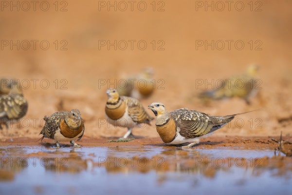 Pin-tailed Sandgrouse (Pterocles alchata) on a farmers field drinking at a water pool, Belchite, Aragon, Saragossa, Spain