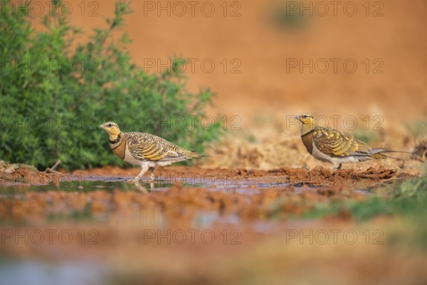 Pin-tailed Sandgrouse (Pterocles alchata) on a farmers field at a water pool, Belchite, Aragon, Saragossa, Spain