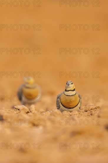 Pin-tailed Sandgrouse (Pterocles alchata) on a farmers field, Belchite, Aragon, Saragossa, Spain