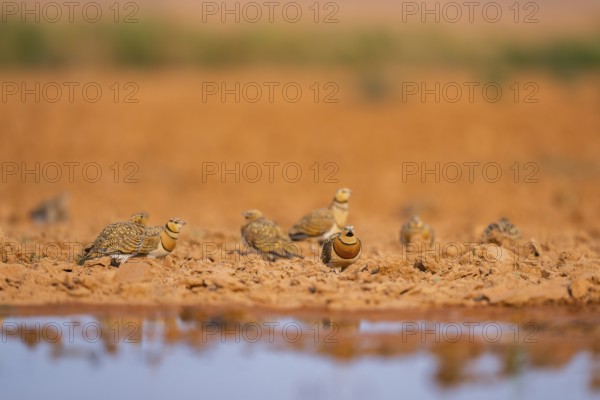 Pin-tailed Sandgrouse (Pterocles alchata) on a farmers field at a water pool, Belchite, Aragon, Saragossa, Spain