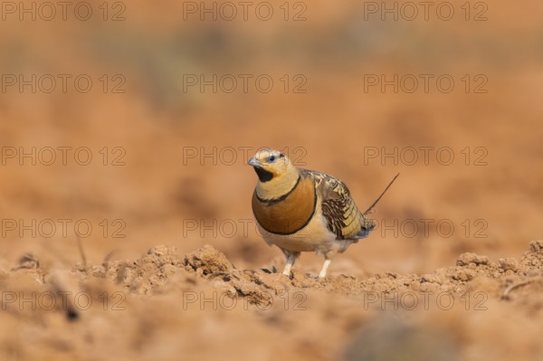 Pin-tailed Sandgrouse (Pterocles alchata) on a farmers field, Belchite, Aragon, Saragossa, Spain