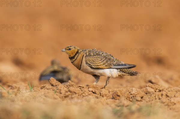 Pin-tailed Sandgrouse (Pterocles alchata) on a farmers field, Belchite, Aragon, Saragossa, Spain