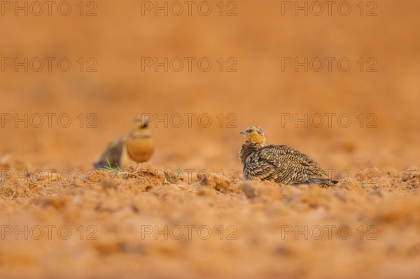 Pin-tailed Sandgrouse (Pterocles alchata) on a farmers field, Belchite, Aragon, Saragossa, Spain