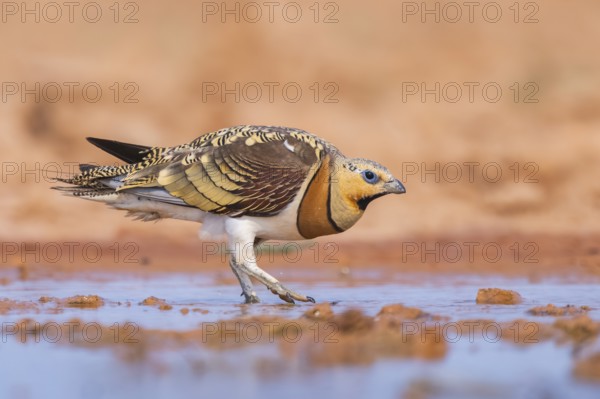 Pin-tailed Sandgrouse (Pterocles alchata) on a farmers field at a water pool, Belchite, Aragon, Saragossa, Spain