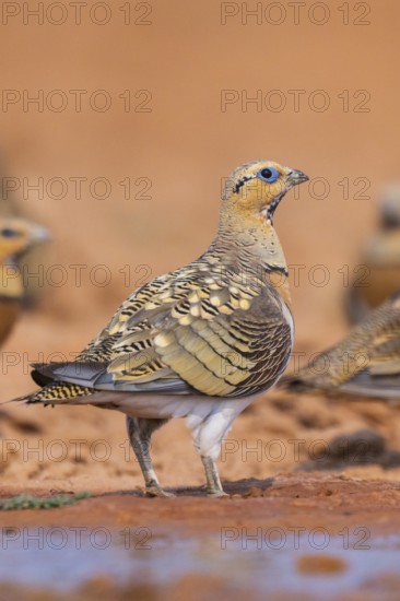 Pin-tailed Sandgrouse (Pterocles alchata) on a farmers field at a water pool, Belchite, Aragon, Saragossa, Spain