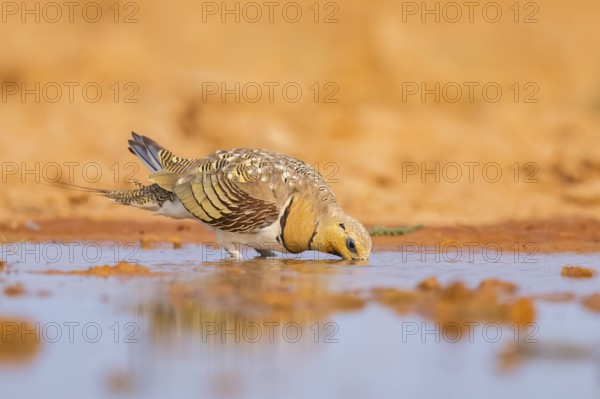 Pin-tailed Sandgrouse (Pterocles alchata) on a farmers field drinking at a water pool, Belchite, Aragon, Saragossa, Spain
