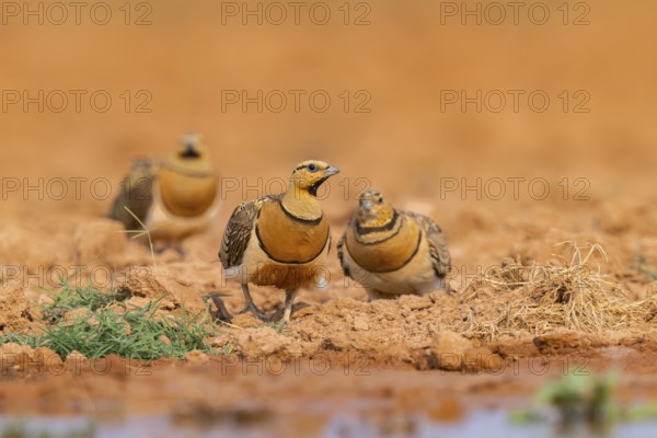 Pin-tailed Sandgrouse (Pterocles alchata) on a farmers field at a water pool, Belchite, Aragon, Saragossa, Spain