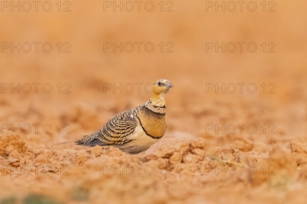 Pin-tailed Sandgrouse (Pterocles alchata) on a farmers field, Belchite, Aragon, Saragossa, Spain
