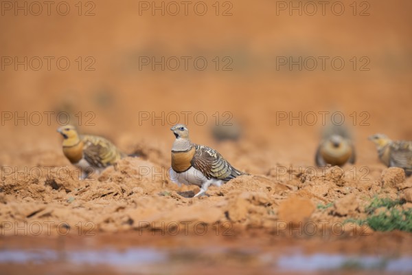 Pin-tailed Sandgrouse (Pterocles alchata) on a farmers field at a water pool, Belchite, Aragon, Saragossa, Spain