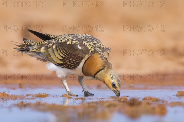 Pin-tailed Sandgrouse (Pterocles alchata) on a farmers field drinking at a water pool, Belchite, Aragon, Saragossa, Spain