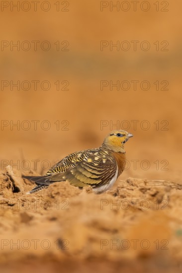 Pin-tailed Sandgrouse (Pterocles alchata) on a farmers field, Belchite, Aragon, Saragossa, Spain