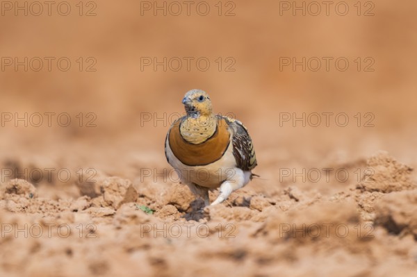 Pin-tailed Sandgrouse (Pterocles alchata) on a farmers field, Belchite, Aragon, Saragossa, Spain