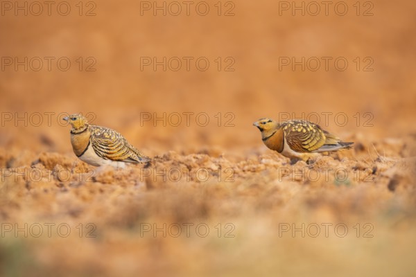 Pin-tailed Sandgrouse (Pterocles alchata) on a farmers field, Belchite, Aragon, Saragossa, Spain