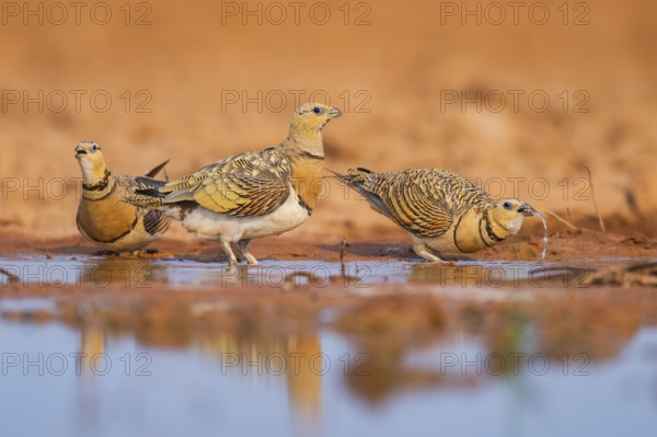 Pin-tailed Sandgrouse (Pterocles alchata) on a farmers field at a water pool, Belchite, Aragon, Saragossa, Spain