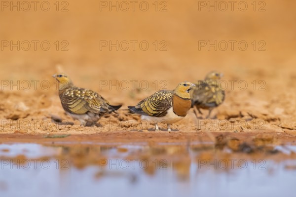 Pin-tailed Sandgrouse (Pterocles alchata) on a farmers field at a water pool, Belchite, Aragon, Saragossa, Spain