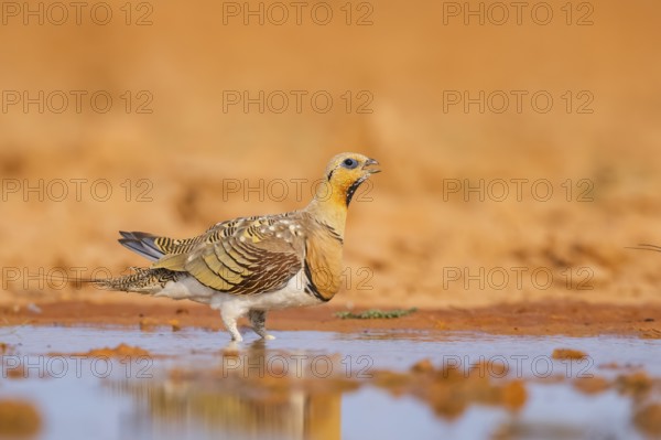 Pin-tailed Sandgrouse (Pterocles alchata) on a farmers field drinking at a water pool, Belchite, Aragon, Saragossa, Spain