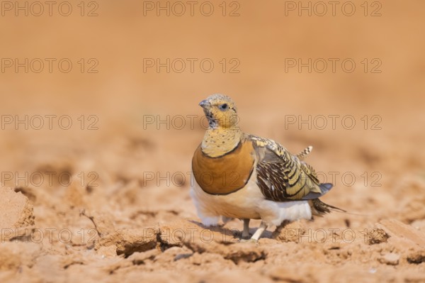 Pin-tailed Sandgrouse (Pterocles alchata) on a farmers field, Belchite, Aragon, Saragossa, Spain