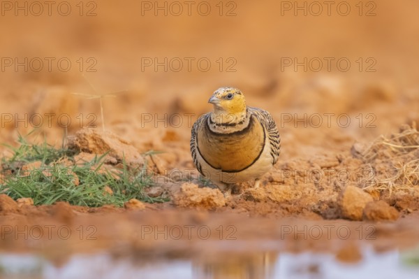 Pin-tailed Sandgrouse (Pterocles alchata) on a farmers field at a water pool, Belchite, Aragon, Saragossa, Spain