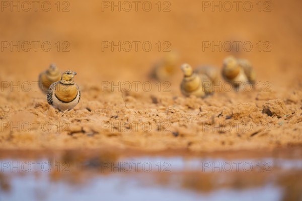Pin-tailed Sandgrouse (Pterocles alchata) on a farmers field at a water pool, Belchite, Aragon, Saragossa, Spain