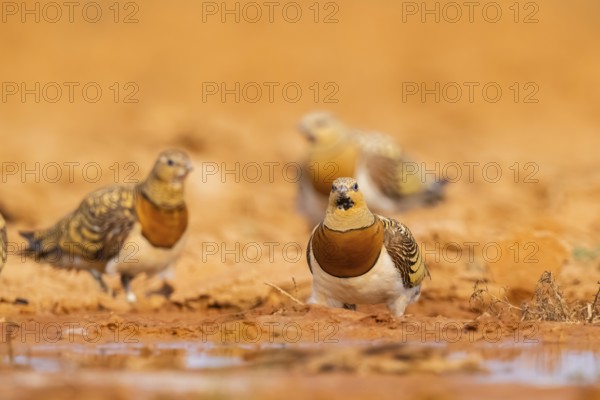 Pin-tailed Sandgrouse (Pterocles alchata) on a farmers field at a water pool, Belchite, Aragon, Saragossa, Spain
