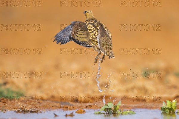 Pin-tailed Sandgrouse (Pterocles alchata) flying on a farmers field at a water pool, Belchite, Aragon, Saragossa, Spain