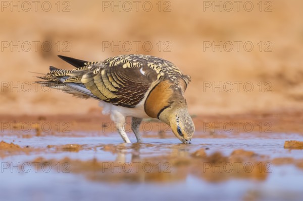 Pin-tailed Sandgrouse (Pterocles alchata) on a farmers field drinking at a water pool, Belchite, Aragon, Saragossa, Spain