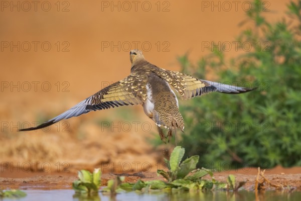 Pin-tailed Sandgrouse (Pterocles alchata) flying on a farmers field at a water pool, Belchite, Aragon, Saragossa, Spain
