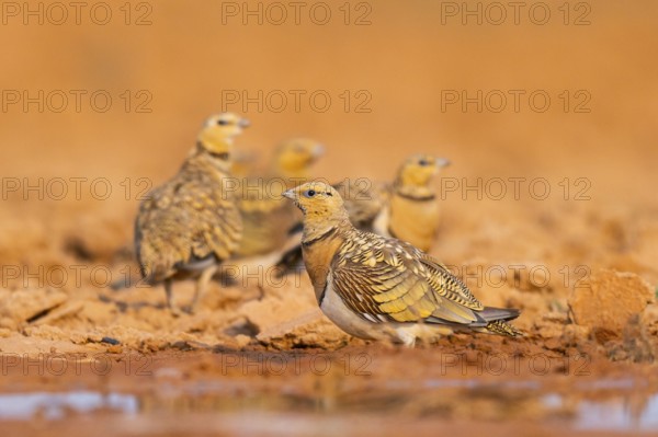 Pin-tailed Sandgrouse (Pterocles alchata) on a farmers field at a water pool, Belchite, Aragon, Saragossa, Spain