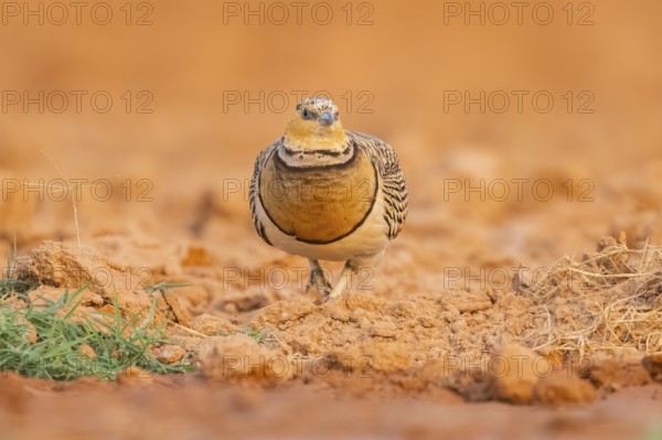 Pin-tailed Sandgrouse (Pterocles alchata) on a farmers field, Belchite, Aragon, Saragossa, Spain