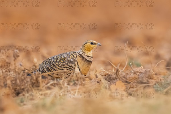 Pin-tailed Sandgrouse (Pterocles alchata) on a farmers field, Belchite, Aragon, Saragossa, Spain