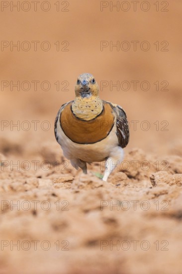 Pin-tailed Sandgrouse (Pterocles alchata) on a farmers field, Belchite, Aragon, Saragossa, Spain