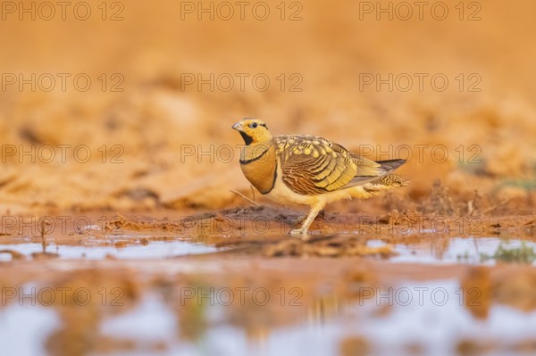 Pin-tailed Sandgrouse (Pterocles alchata) on a farmers field at a water pool, Belchite, Aragon, Saragossa, Spain
