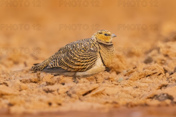 Pin-tailed Sandgrouse (Pterocles alchata) on a farmers field, Belchite, Aragon, Saragossa, Spain