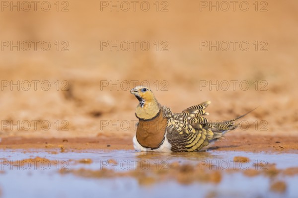 Pin-tailed Sandgrouse (Pterocles alchata) on a farmers field drinking at a water pool, Belchite, Aragon, Saragossa, Spain