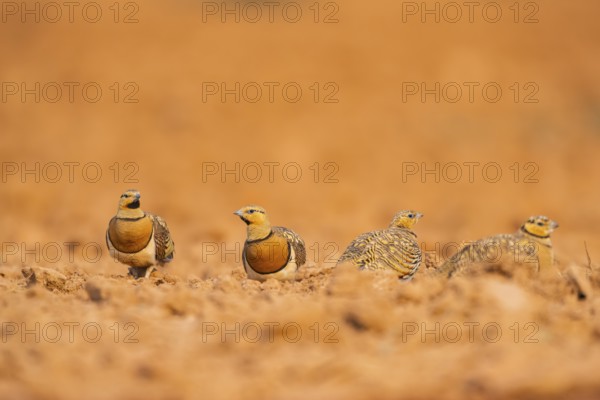 Pin-tailed Sandgrouse (Pterocles alchata) on a farmers field, Belchite, Aragon, Saragossa, Spain