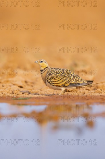 Pin-tailed Sandgrouse (Pterocles alchata) on a farmers field at a water pool, Belchite, Aragon, Saragossa, Spain