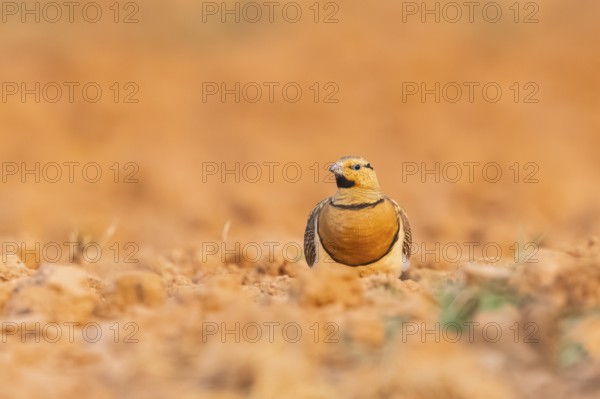 Pin-tailed Sandgrouse (Pterocles alchata) on a farmers field, Belchite, Aragon, Saragossa, Spain