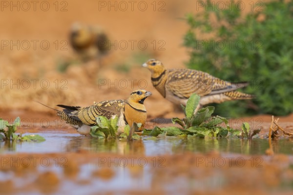 Pin-tailed Sandgrouse (Pterocles alchata) on a farmers field at a water pool, Belchite, Aragon, Saragossa, Spain