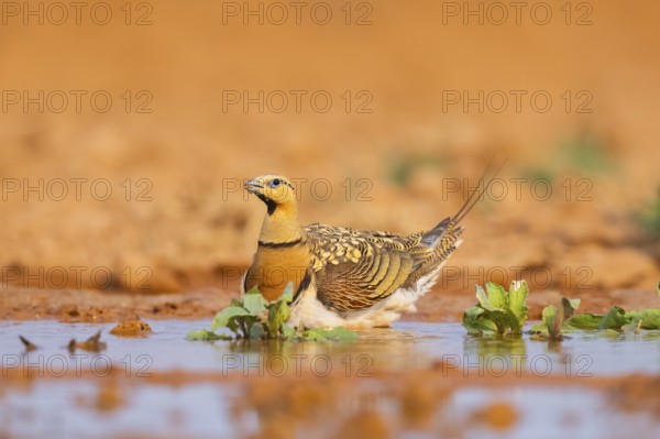 Pin-tailed Sandgrouse (Pterocles alchata) on a farmers field at a water pool, Belchite, Aragon, Saragossa, Spain